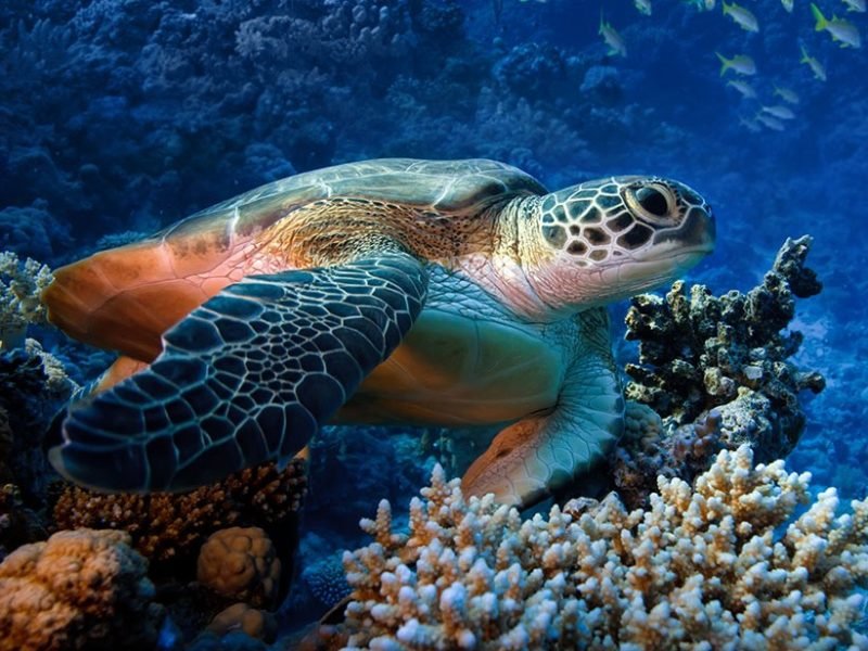 Aquarium and pets in uae